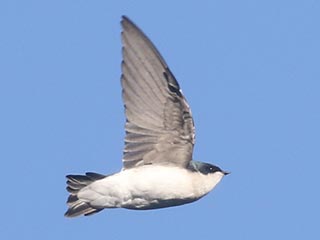 Tree Swallow - 9/24/21, Rose Valley Lake &copy; Bobby Brown