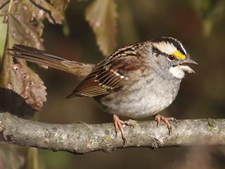 White-throated Sparrow - 11/7/21, Robert Porter Allen Natural Area &copy; Bobby Brown