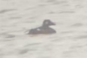White-winged Scoter - 11/28/21, Rose Valley Lake &copy; Bobby Brown