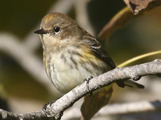 Yellow-rumped Warbler - 10/1/21, Rose Valley Lake &copy; Bobby Brown