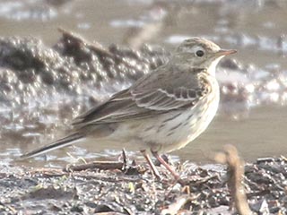 American Pipit - 3/28/21, Mill St. &copy; Bobby Brown