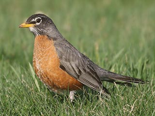 American Robin - 4/6/21, Montoursville &copy; Bobby Brown