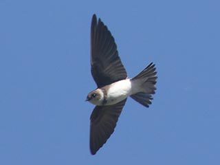 Bank Swallow - 5/12/21, Rose Valley Lake &copy; Bobby Brown
