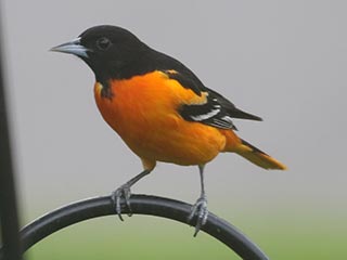 Baltimore Oriole - 5/7/21, Montoursville &copy; Bobby Brown