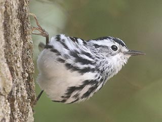 Black-and-white Warbler - 5/11/21, Skyline Dr. &copy; Bobby Brown