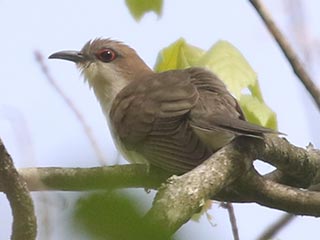 Black-billed Cuckoo - 5/9/21, SGL 252 &copy; Bobby Brown