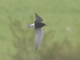 Black Tern - 5/10/21, Rose Valley Lake &copy; Bobby Brown