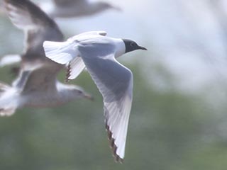 Bonaparte's Gull - 5/8/21, Nisbet &copy; Bobby Brown