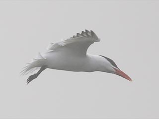 Caspian Tern - 4/29/21, Rose Valley Lake &copy; Bobby Brown