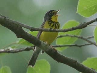 Canada Warbler - 5/22/21, Rose Valley Lake &copy; Bobby Brown