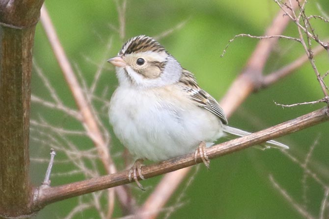 Clay-colored Sparrow - 5/10/21, Mill St. &copy; Bobby Brown