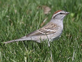 Chipping Sparrow - 4/7/21, South Williamsport Park &copy; Bobby Brown