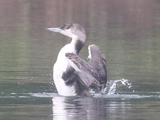 Common Loon - 5/26/21, Mill St. &copy; Bobby Brown