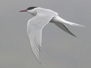 Common Tern - 5/9/21, Rose Valley Lake &copy; Bobby Brown