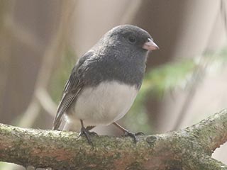 Dark-eyed Junco - 3/27/21, Canfield Island &copy; Bobby Brown