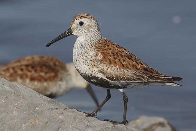 Dunlin - 5/19/21, Rose Valley Lake &copy; Bobby Brown