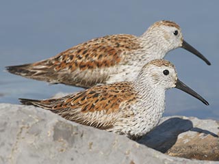 Dunlins - 5/19/21, Rose Valley Lake &copy; Bobby Brown
