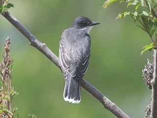 Eastern Kingbird - 5/6/21, Mill St. &copy; Bobby Brown