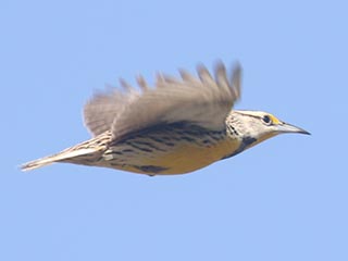Eastern Meadowlark - 4/24/21, Lycoming Creek Bikeway &copy; Bobby Brown