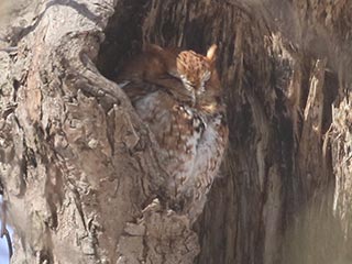Eastern Screech-Owl - 3/5/21, Mill St. &copy; Bobby Brown