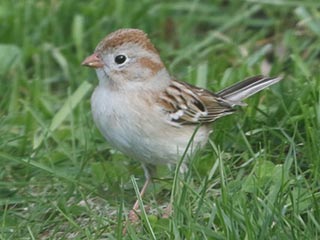 Field Sparrow - 4/20/21, Montoursville &copy; Bobby Brown
