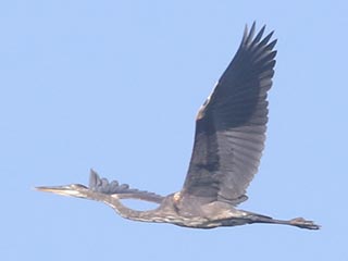 Great Blue Heron - 5/11/21, Mill St. &copy; Bobby Brown