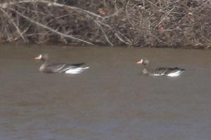 Greater White-fronted Geese - 3/3/21, Nisbet &copy; Bobby Brown