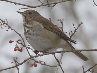 Hermit Thrush - 3/6/21, Williamsport Water Authority &copy; Bobby Brown