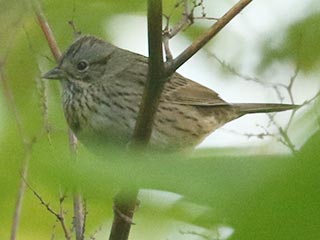 Lincoln's Sparrow - 5/14/21, Mill St. &copy; Bobby Brown
