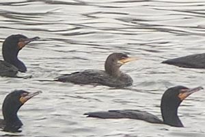 Neotropic Cormorant - 4/11/21, Williamsport Dam &copy; Bobby Brown