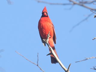 Northern Cardinal - 3/14/21, Mill St. &copy; Bobby Brown