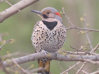 Northern Flicker - 4/19/21, Mill St. &copy; Bobby Brown
