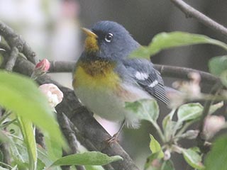 Northern Parula - 5/8/21, Rose Valley Lake &copy; Bobby Brown