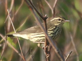 Northern Waterthrush - 5/18/21, Mill St. &copy; Bobby Brown