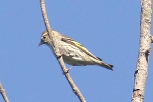 Pine Siskin - 5/27/21, Mill St. &copy; Bobby Brown