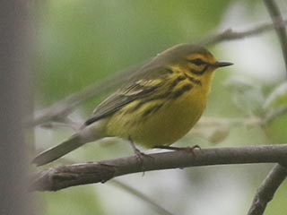 Prairie Warbler - 5/7/21, Mill St. &copy; Bobby Brown