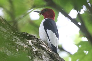 Red-headed Woodpecker - 5/16/21, Eldred Twp. &copy; Bobby Brown