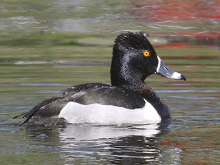 Ring-necked Duck - 5/14/21, Indian Park &copy; Bobby Brown