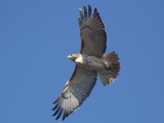 Red-tailed Hawk - 3/7/21, Mill St. &copy; Bobby Brown