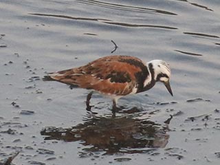 Ruddy Turnstone - 5/20/21, Williamsport Dam &copy; Bobby Brown
