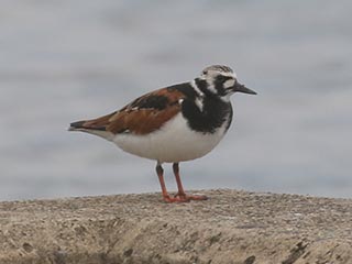 Ruddy Turnstone - 5/28/21, Rose Valley Lake &copy; Bobby Brown