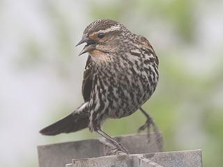 Red-winged Blackbird - 5/5/21, Rose Valley Lake &copy; Bobby Brown
