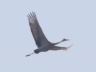 Sandhill Crane - 4/4/21, Rose Valley Lake &copy; Bobby Brown