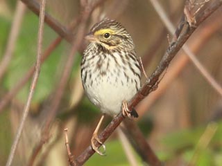 Savannah Sparrow - 5/18/21, Mill St. &copy; Bobby Brown