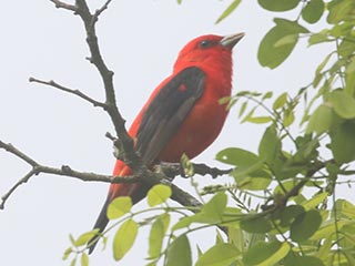 Scarlet Tanager - 5/26/21, Rose Valley Lake &copy; Bobby Brown