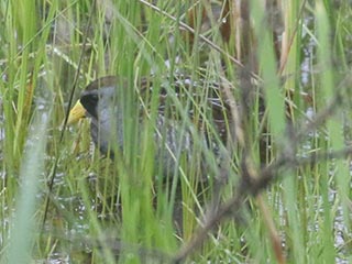 Sora - 5/10/21, Rose Valley Lake &copy; Bobby Brown