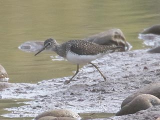 Solitary Sandpiper - 4/28/21, Mill St. &copy; Bobby Brown