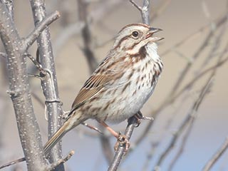 Song Sparrow - 3/27/21, Rose Valley Lake &copy; Bobby Brown