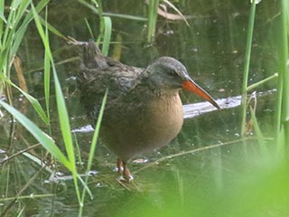 Virginia Rail - 5/22/21, Bodines &copy; Bobby Brown