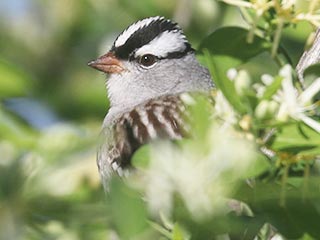White-crowned Sparrow - 5/17/21, Rose Valley Lake &copy; Bobby Brown